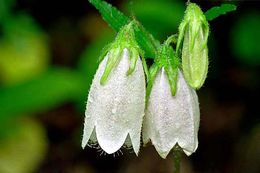 Image of spotted bellflower