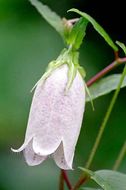 Image of spotted bellflower