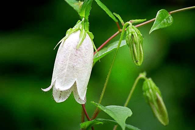 Image of spotted bellflower