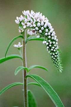 Lysimachia barystachys Bunge resmi