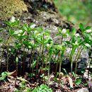 Image of Chloranthus japonicus Siebold