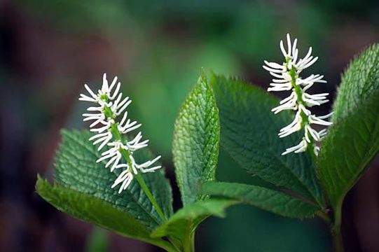 Image of Chloranthus japonicus Siebold