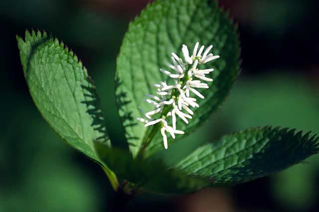 Chloranthus japonicus Siebold resmi