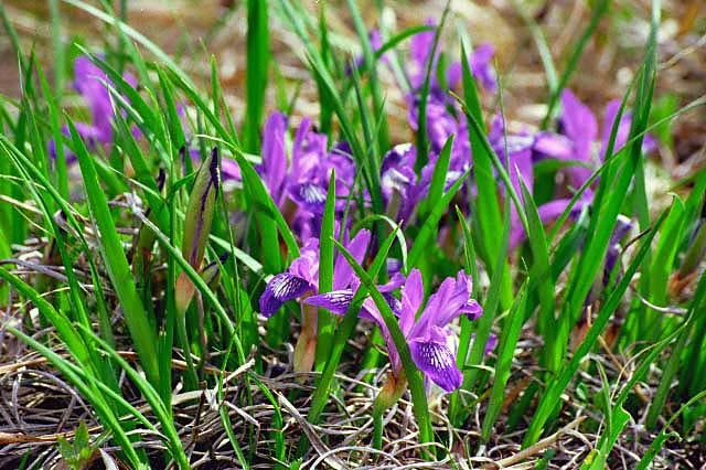 Image of Iris uniflora Pall. ex Link