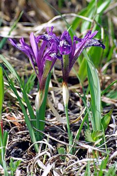 Image of Iris uniflora Pall. ex Link