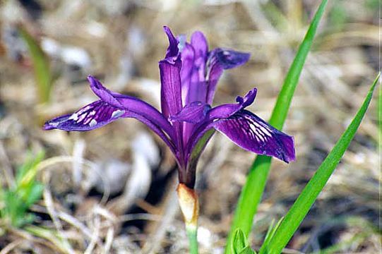 Plancia ëd Iris uniflora Pall. ex Link