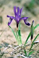 Image de Iris uniflora Pall. ex Link