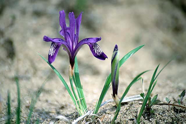 Image de Iris uniflora Pall. ex Link