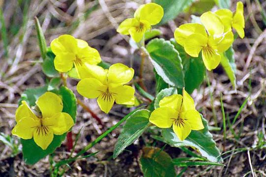 Image of Viola orientalis (Maxim.) W. Beck.