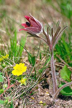 Pulsatilla cernua (Thunb.) Bercht. & Presl resmi