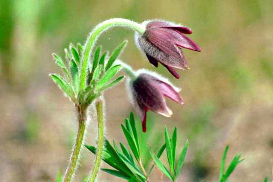 Image of narrow-leaf pasque-flower