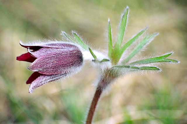 Image of narrow-leaf pasque-flower