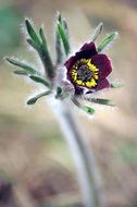 Image of narrow-leaf pasque-flower