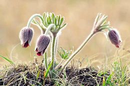 Image of narrow-leaf pasque-flower