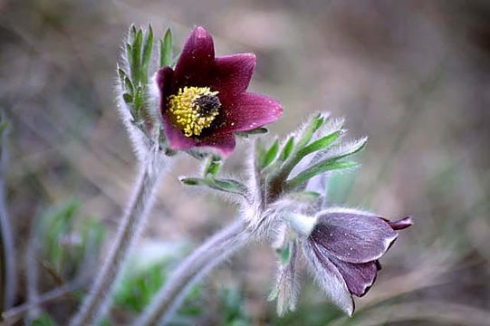 Pulsatilla cernua (Thunb.) Bercht. & Presl resmi