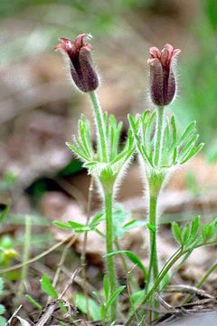 Imagem de Pulsatilla cernua (Thunb.) Bercht. & Presl