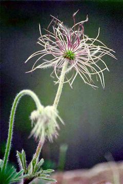 Imagem de Pulsatilla cernua (Thunb.) Bercht. & Presl