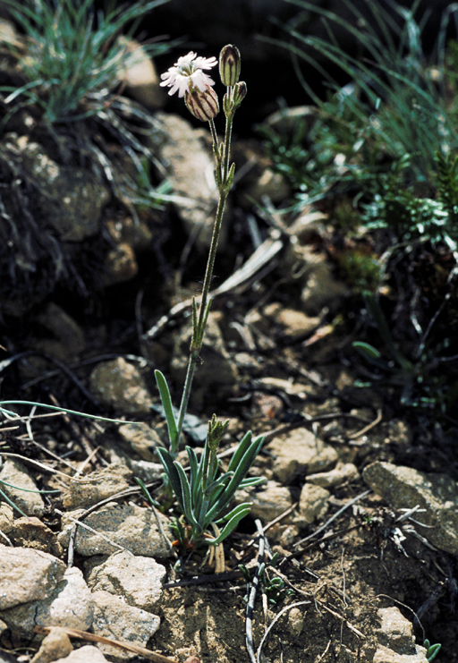 Image of Gray's catchfly