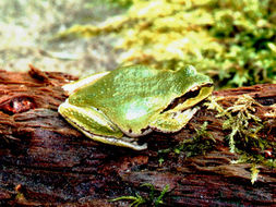 Image of Northern Pacific Treefrog