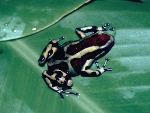 Image of Gold Arrow-poison Frog