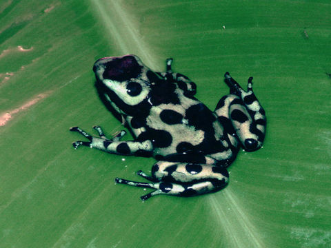 Image of Gold Arrow-poison Frog