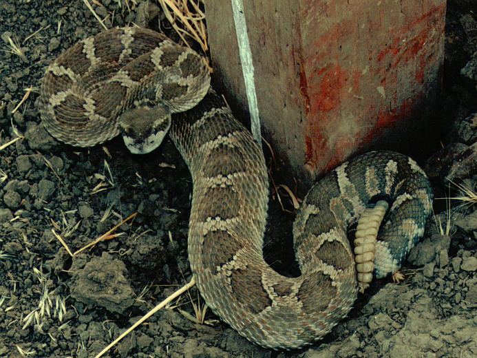 Image of Northern Pacific Rattlesnake