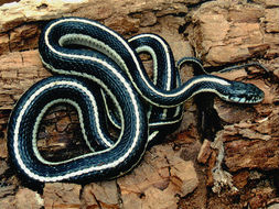 Image of Terrestrial (Wandering) Garter Snake