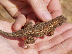 Image of Western Fence Lizard