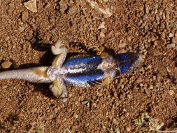 Image of Western Fence Lizard