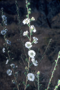 Image of big tarweed