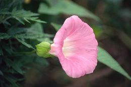 Image of Calystegia sepium subsp. spectabilis Brummitt