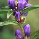 Image of Gentiana triflora subsp. japonica (Kuzn.) V. N. Voroschilov