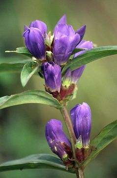 Image of Gentiana triflora subsp. japonica (Kuzn.) V. N. Voroschilov