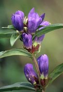 Image of Gentiana triflora subsp. japonica (Kuzn.) V. N. Voroschilov