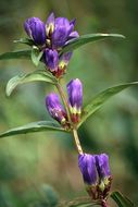 Image of Gentiana triflora subsp. japonica (Kuzn.) V. N. Voroschilov