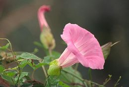 Image of Calystegia sepium subsp. spectabilis Brummitt