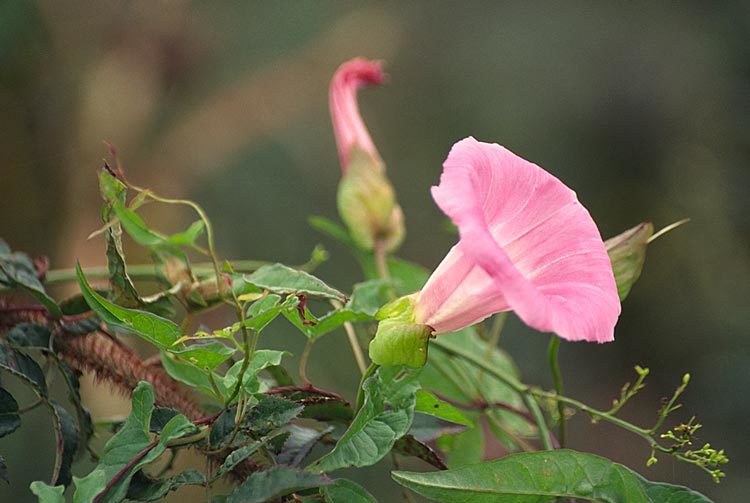 Image of Calystegia sepium subsp. spectabilis Brummitt