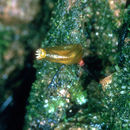 Image of Piper's buxbaumia moss