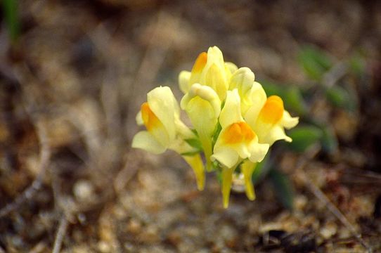 Image of Linaria japonica Miq.