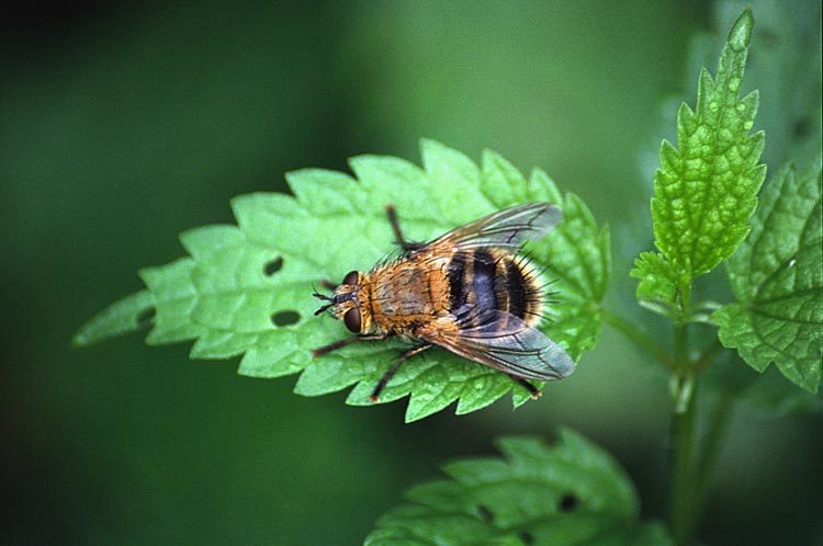 Image of tachinid flies