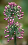 Image de Allium