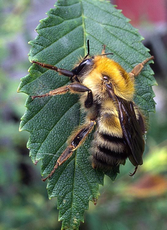 Image of Schrenck's Bumble Bee