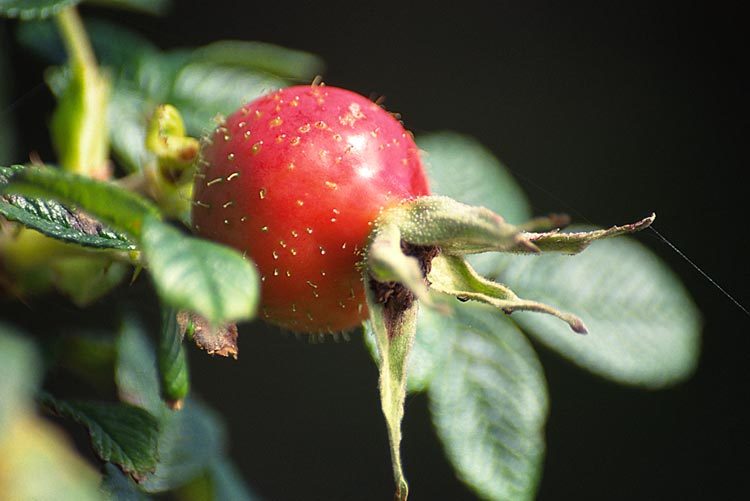 Image of japanese rose