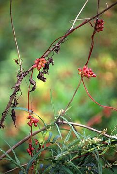 Cuscuta resmi