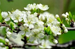 Image of Chinese plum