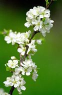 Image of Chinese plum