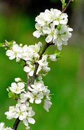 Image of Chinese plum