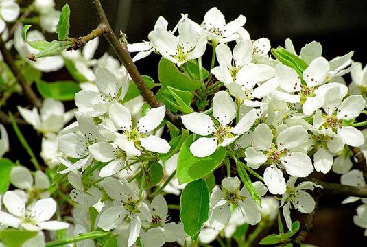 Pyrus ussuriensis Maxim. resmi