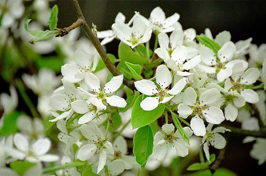 Image of Chinese pear