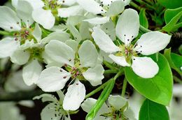 Image of Chinese pear